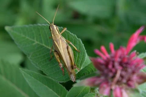 	Closeup of Grasshopper on Bee Balm Stock Photos
