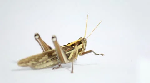 Closeup of Grasshopper Stock Footage 20305465