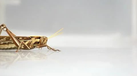 CloseUp of grasshopper Stock Footage 20387321