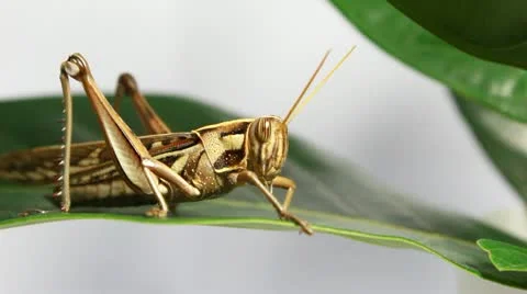 CloseUp of grasshopper Stockbeeldmateriaal 20424562