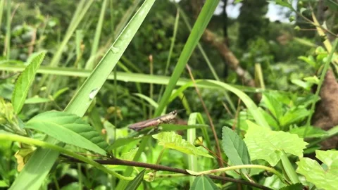 Closeup Grasshopper in Garden Stock Footage 216891775