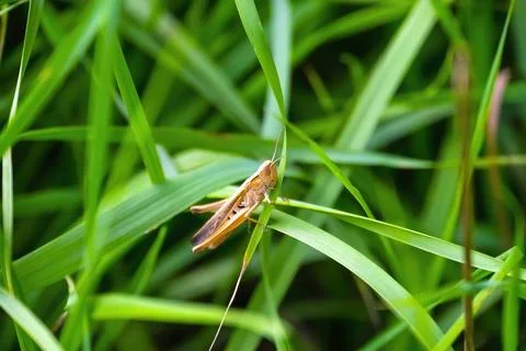 Closeup grasshopper in the green grass Stock Photos