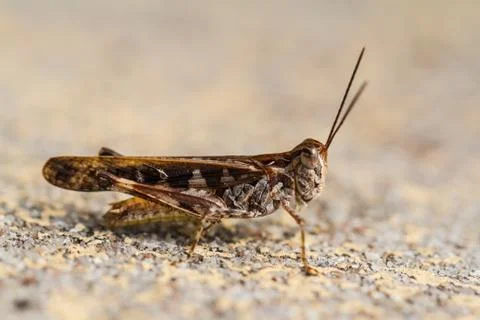 Closeup of  grasshopper 写真素材