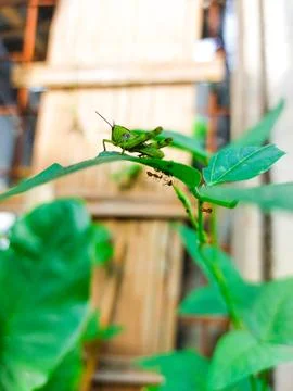 Closeup of grasshopper resting on leaf Stock Photos