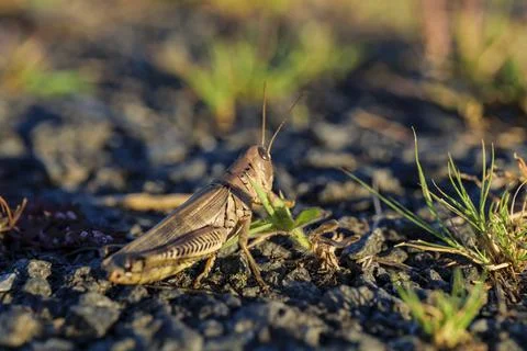 A closeup of a grasshopper sitting on the pavement, grass grows from the asphalt Stock Photos