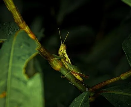 Closeup grasshopper on a tree with dark forest Stock Photos