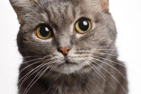 Closeup gray cat with big round eyes Stock Photos