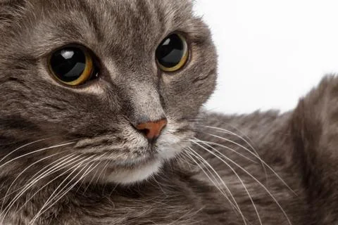 Closeup gray cat with big round eyes Stock Photos