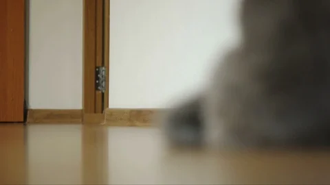 Closeup of a gray cat, breed Russian Blue, sitting in a room on a parquet wooden Stock Footage 85575577