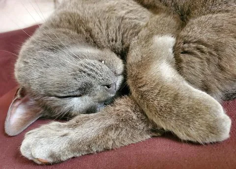 Closeup of a gray cat sleeping curled up with paws tucked and a tiny tooth .. Stock Photos