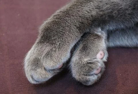 Closeup of gray cats front paws resting on a surface, highlighting soft fur.. Stock Photos