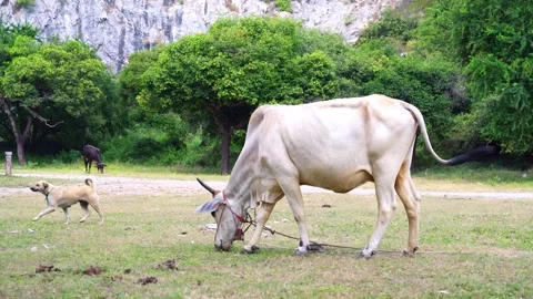 Closeup gray cow eating grass Stock Footage 244445281