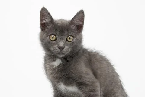 Closeup Gray Kitty Looking in Camera on White Stock Photos