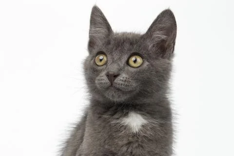Closeup Gray Kitty Looking Up on White Stock Photos