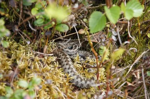 Closeup of a gray snake crawling through the grasses and plants Foto stock