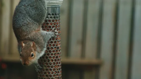 Closeup of a gray squirrel eating peanuts off a bird feeder Stock Footage 104820357