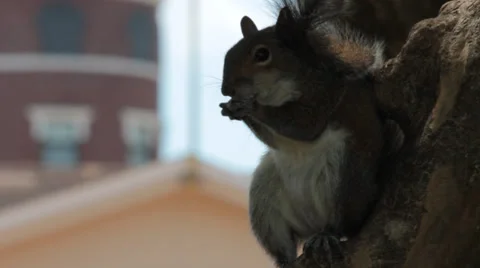 Closeup of gray squirrel eating on a tree trunk Stock Footage 37254660