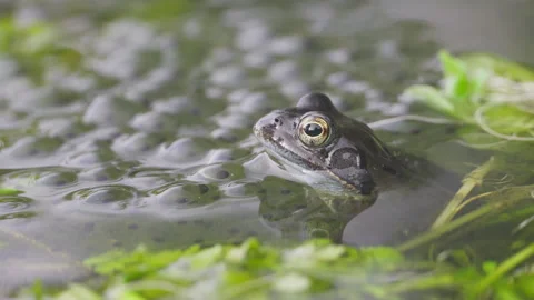 Closeup of a grayish common frog sitting between a lot of frog spawn Stock Footage 268999095