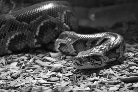 Closeup grayscale of the Indian python (Python molurus) with patterns on the ski Foto stock