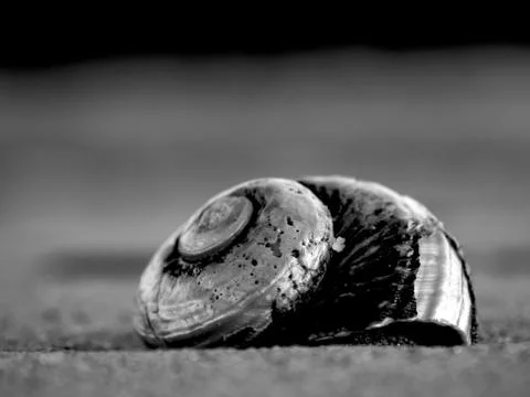 Closeup grayscale shot of a snail shell on the ground Stock Photos