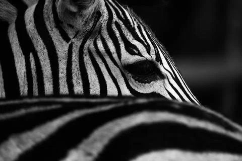 Closeup grayscale of a zebra face looking right Stock Photos