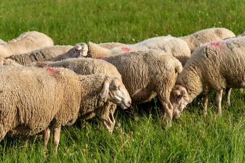 Closeup Of Grazing Sheep, Intimate Image Of Grazing Sheep With Detailed Fleece Stock Photos