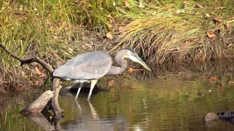 Closeup Great Blue Heron Great  Landing On Lake water Stock Footage 310328483