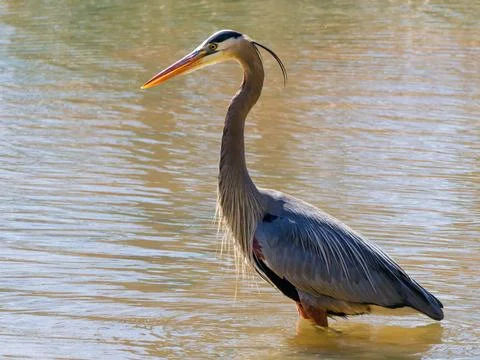 Closeup of Great Blue Heron wadding in the swamp Stock Photos