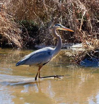 Closeup of Great Blue Heron wadding in the swamp Фото
