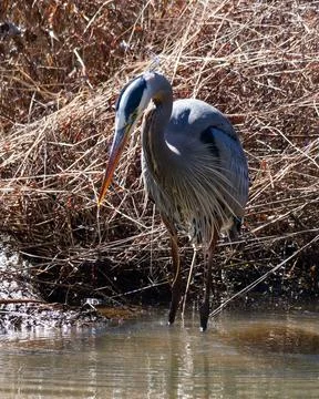 Closeup of Great Blue Heron wadding in the swamp Foto stock