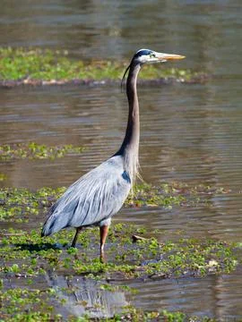Closeup of Great Blue Heron wadding in the swamp Foto stock
