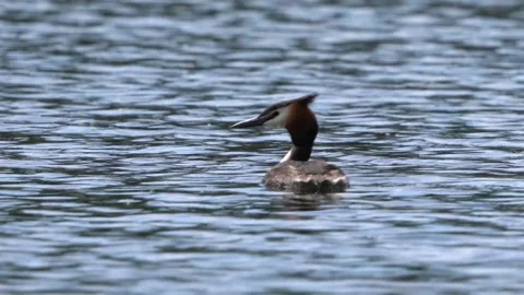 Closeup of a great crested grebe bird blue water surface Stock Footage 279653790