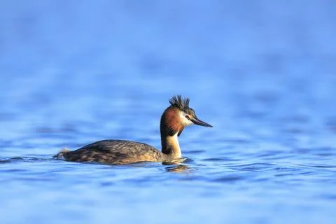Closeup of a Great crested grebe Podiceps cristatus waterfowl Stock Photos
