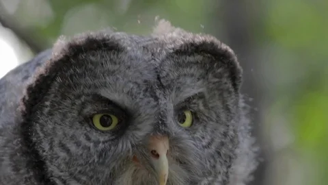 Closeup of great grey owl 動画素材 78989799