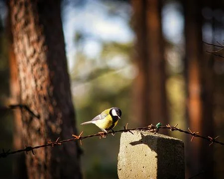 Closeup of a great tit perhed on a metal wire outdoors Stock Photos