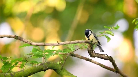 Closeup of great tit taking flight from tree branch. Birds twittering Stock Footage 130850041