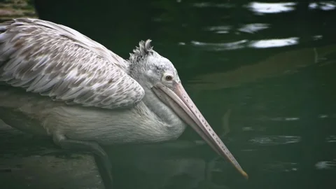 Closeup of a great white pelican jumping into water, slow motion footage. Stock Footage 341345481