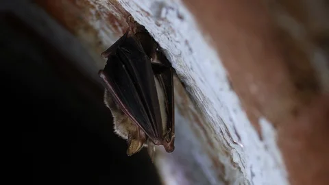 Closeup Greater mouse-eared bat Myotis myotis shaking, waking after hibernating. Stock Footage 126675643