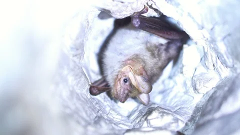 Closeup Greater mouse-eared bat Myotis myotis slowly moving after hibernation. Stock Footage 126836735