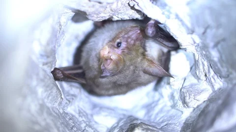 Closeup Greater mouse-eared bat Myotis myotis slowly moving after hibernation. Stock Footage 126836903