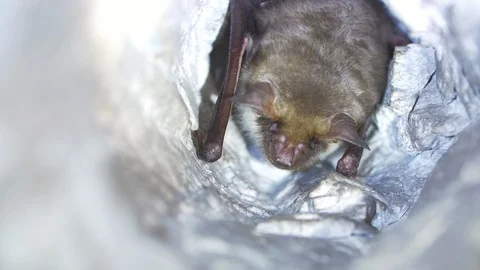 Closeup Greater mouse-eared bat Myotis myotis shaking, waking after hibernating. Stock Footage 126839232