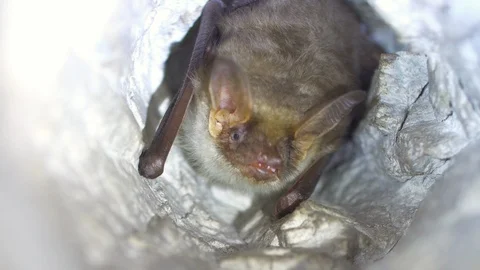 Closeup Greater mouse-eared bat Myotis myotis slowly moving after hibernation. Stock Footage 126840645