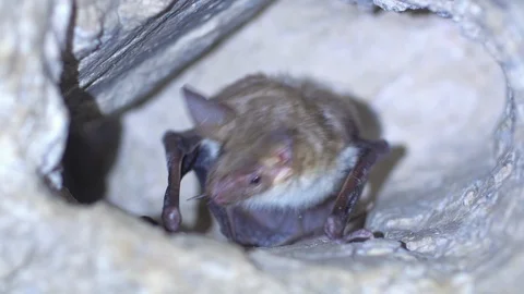 Closeup Greater mouse-eared bat Myotis myotis cleaning licking after hibernating Stock Footage 126842614