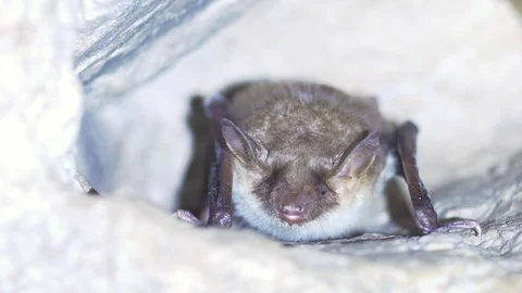 Closeup Greater mouse-eared bat Myotis myotis slowly moving after hibernation. Stock Footage 126844811