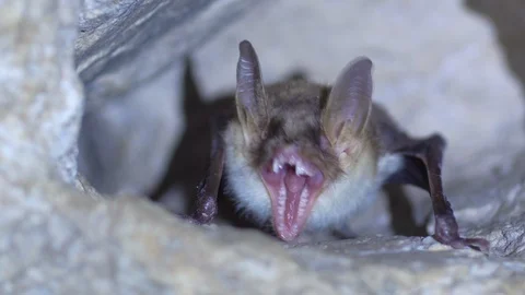 Closeup Greater mouse-eared bat Myotis myotis slowly yawning after hibernation. Stock Footage 126847660
