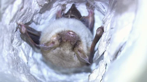 Closeup Greater mouse-eared bat Myotis myotis slowly moving after hibernation. Stock Footage 127041220