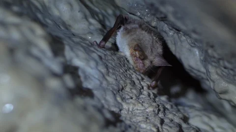 Closeup Greater mouse-eared bat Myotis myotis slowly moving after hibernation. Stock Footage 127043283