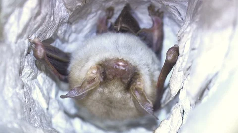 Closeup Greater mouse-eared bat Myotis myotis slowly yawning after hibernation. Stock Footage 127043708