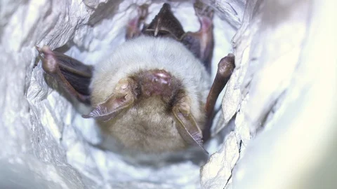 Closeup Greater mouse-eared bat Myotis myotis slowly yawning after hibernation. Stock Footage 127046965