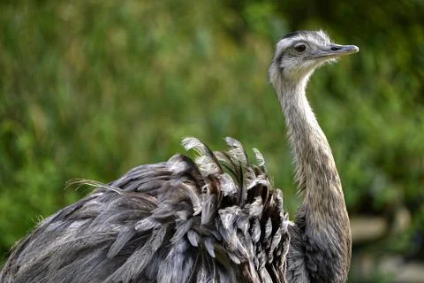 Closeup Greater Rhea Stock Photos